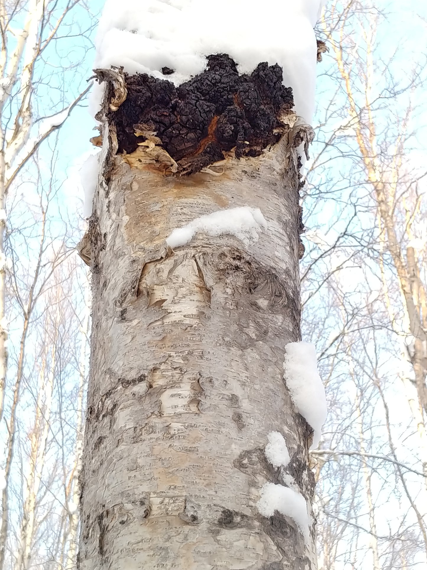 Alaska's Finest Chaga (Bulk Chunks)
