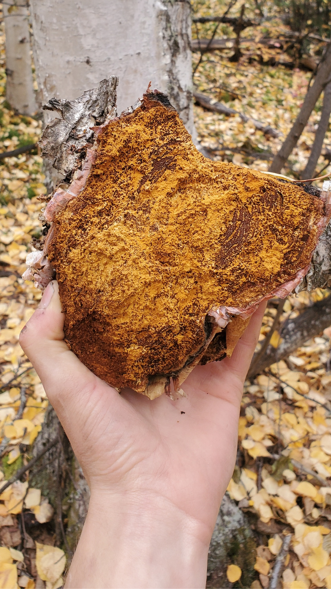 Alaska's Finest Chaga Grounds (Wholesale)