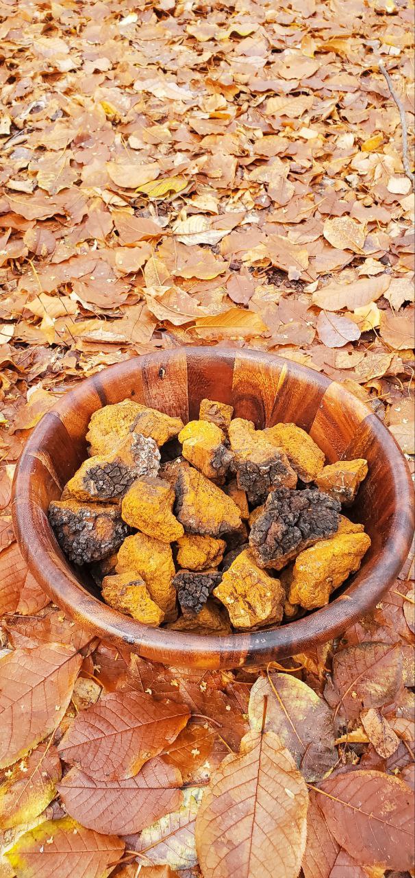 Alaska's Finest Chaga (Bulk Chunks)