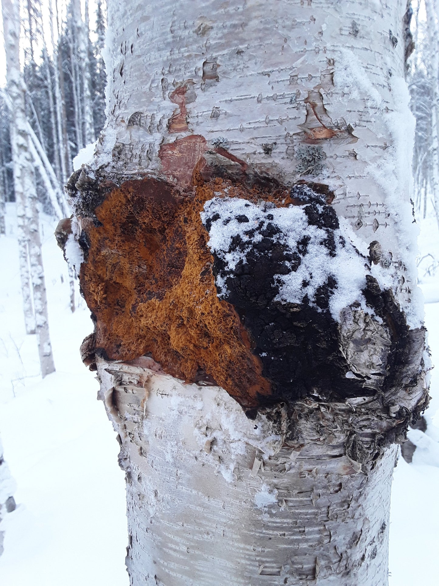 Alaska's Finest Chaga (Bulk Chunks)