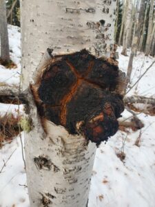 A birch tree with wild chaga growing on it.